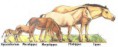 /album/fotogaleria/evolucion-1-jpg1/